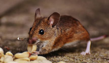 24 Hour & Emergency Exterminators in Lodi, AR